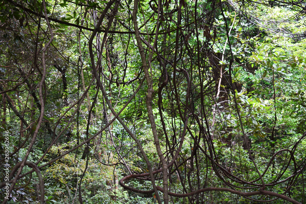 Fototapeta premium tree in forest