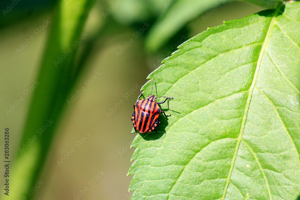 striped beetle striped beetle