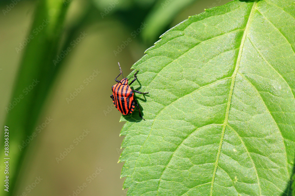 Naklejka premium striped beetle