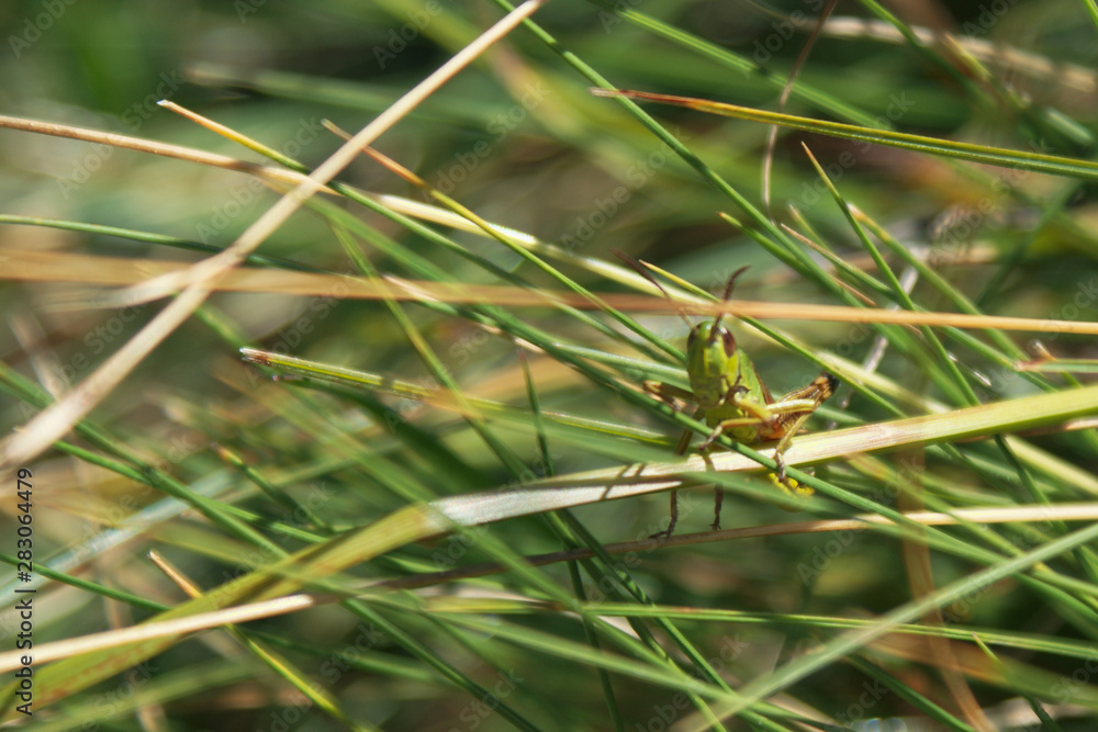 grasshopper in green herbs in spring grasshopper in green herbs in spring