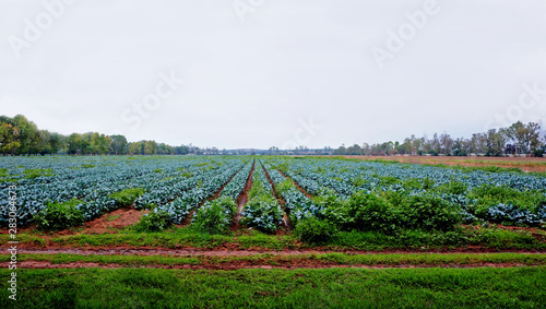 Konstfotografi cultivos