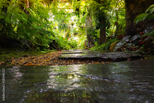 garden arrangement concept. stone pathway in the tropical garden after rain.