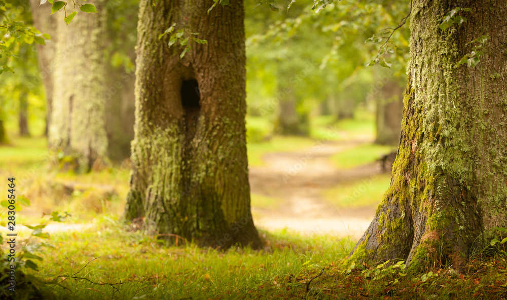 Fototapeta premium green forest