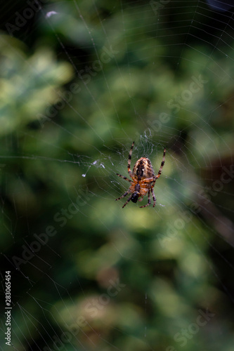 Spider close-up Isolated on web in nature against bokeh green background