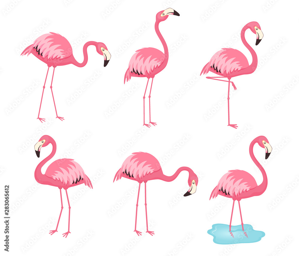 Obraz premium Collection of pink vector flamingos. Cartoon illustration