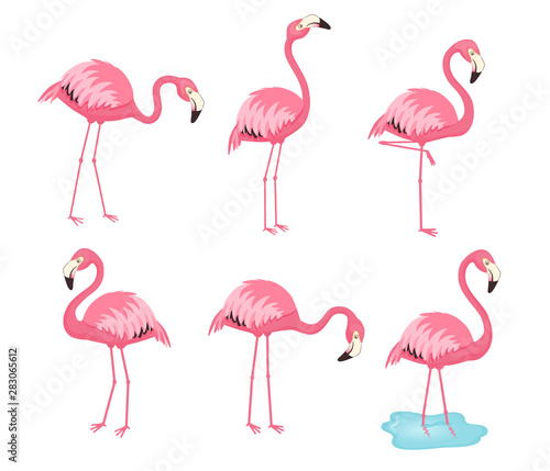 Collection of pink vector flamingos. Cartoon illustration