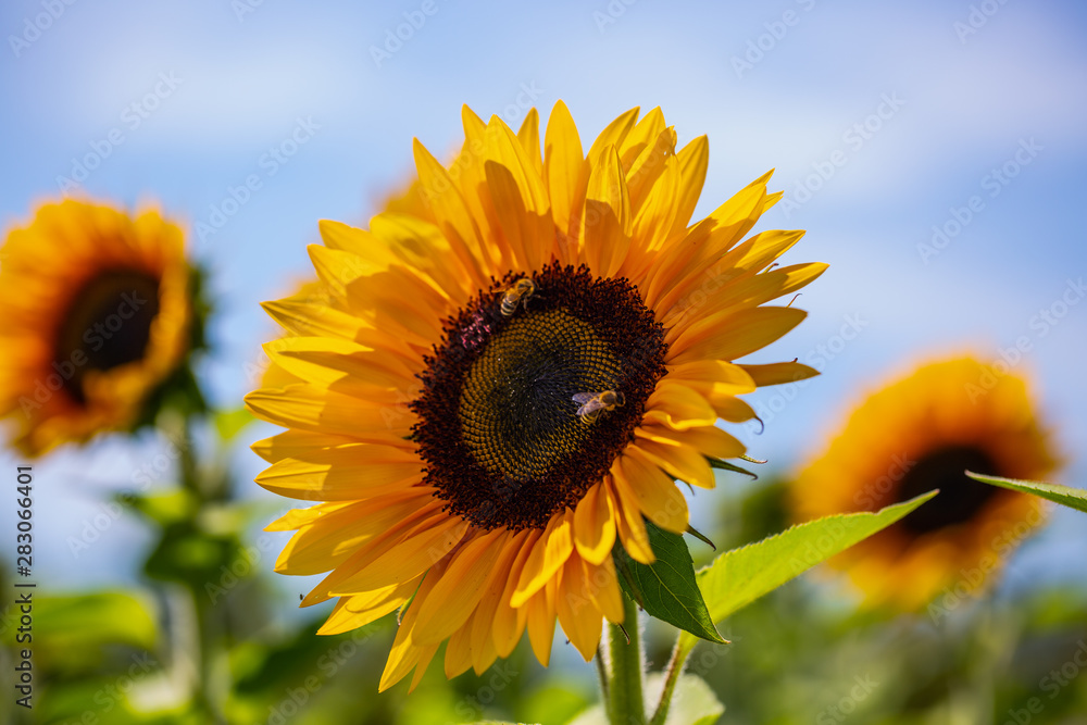 Fototapeta premium Sonnenblumen mit Bienen, blauer Himmel