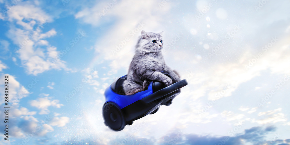 Cute gray cat in toy car flying on blue sky background. Follow your dream concept. - obrazy, fototapety, plakaty 