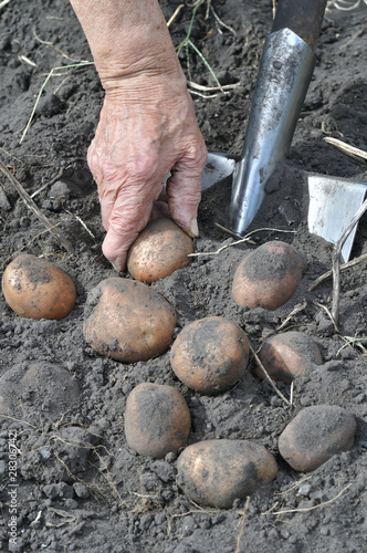 gardener's hands picking fresh organic potatoes in the field
