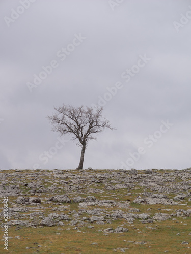 Árbol solitario rodeado de rocas con cielo nublado