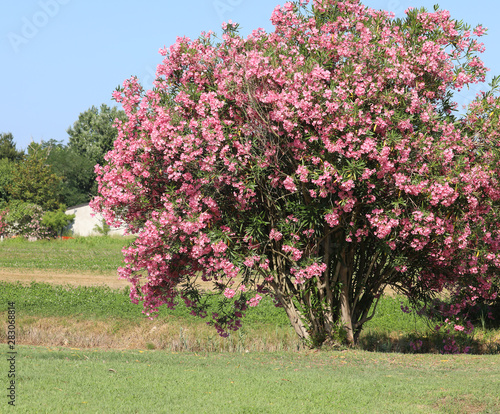 oleander tree in italy