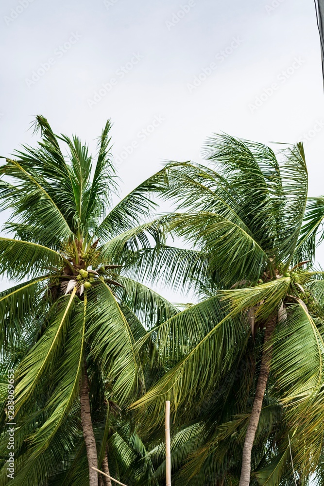 Fototapeta premium palm tree on background of blue sky