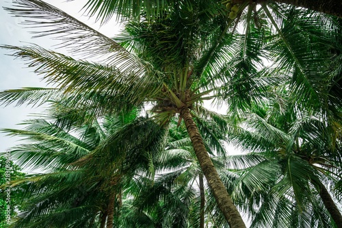 palm tree on a background of blue sky