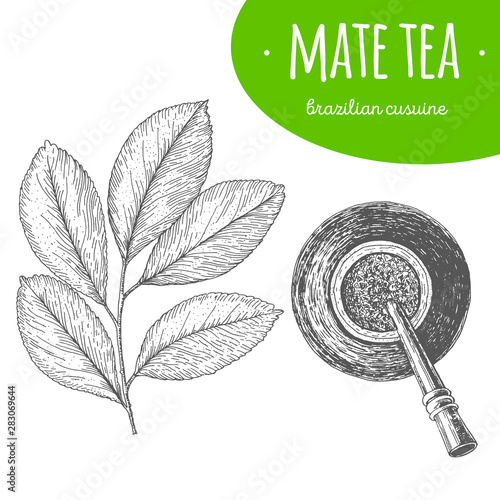Mate tea top view vector illustration. Brazilian cuisine. Linear graphic.