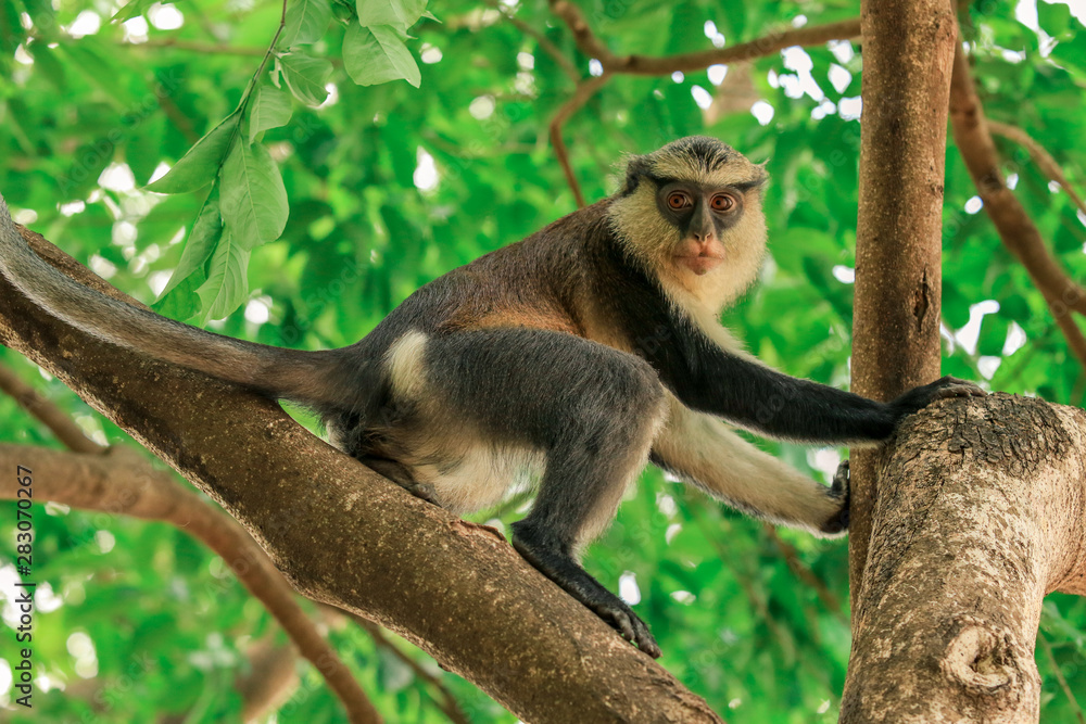 Naklejka premium Endemic Monkey in the Ghana Rain Forest, West Africa