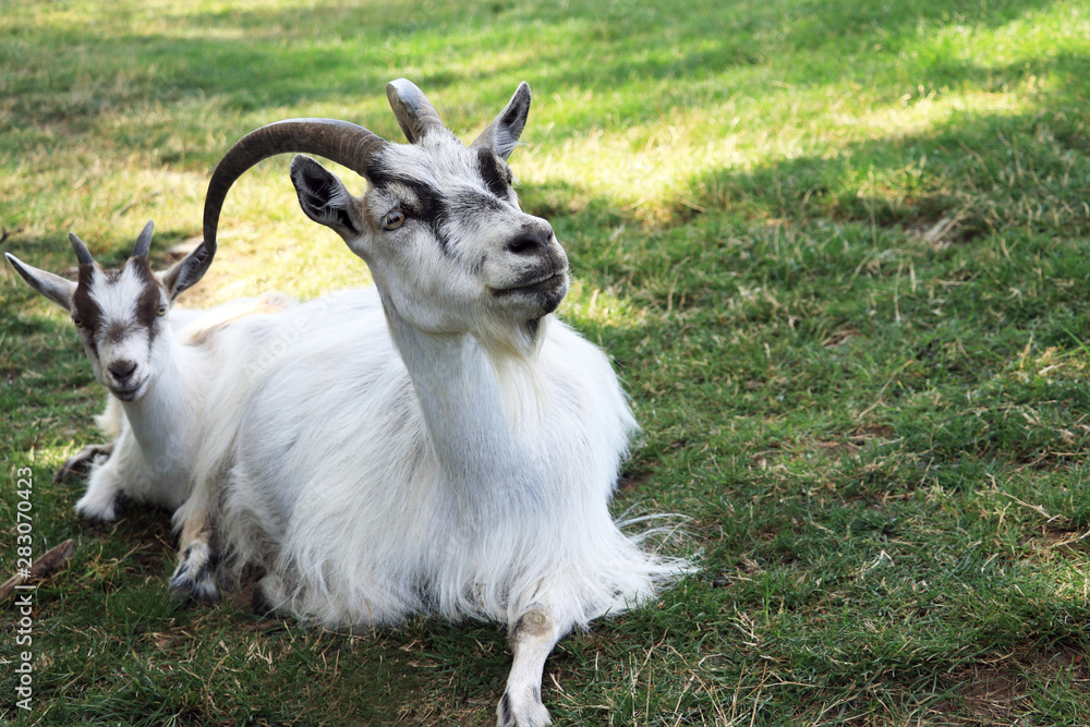 Goat mom is resting with her baby Goat mom is resting with her baby