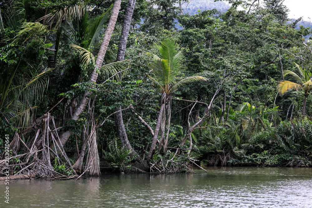 Fototapeta premium Magic Forest in the Indiana River, Dominica Island