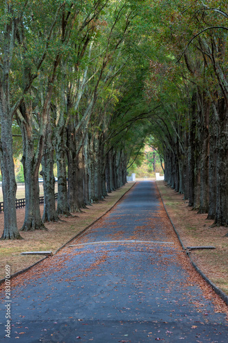 Tree canopied path in the forest