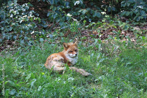 red fox lies and rests in the grass