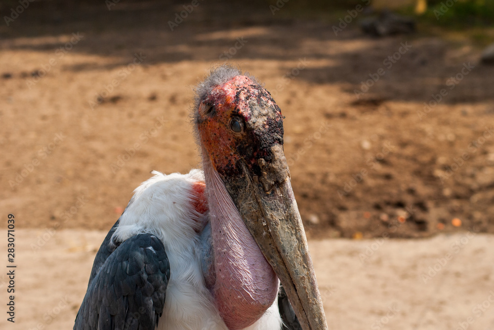 Obraz premium Marabu aus Afrika 