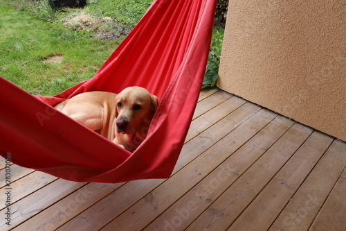 yellow labrador retriever resting in a hammock