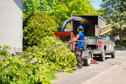 Canvas-taulu equipment and workers cut the branch under a shredder