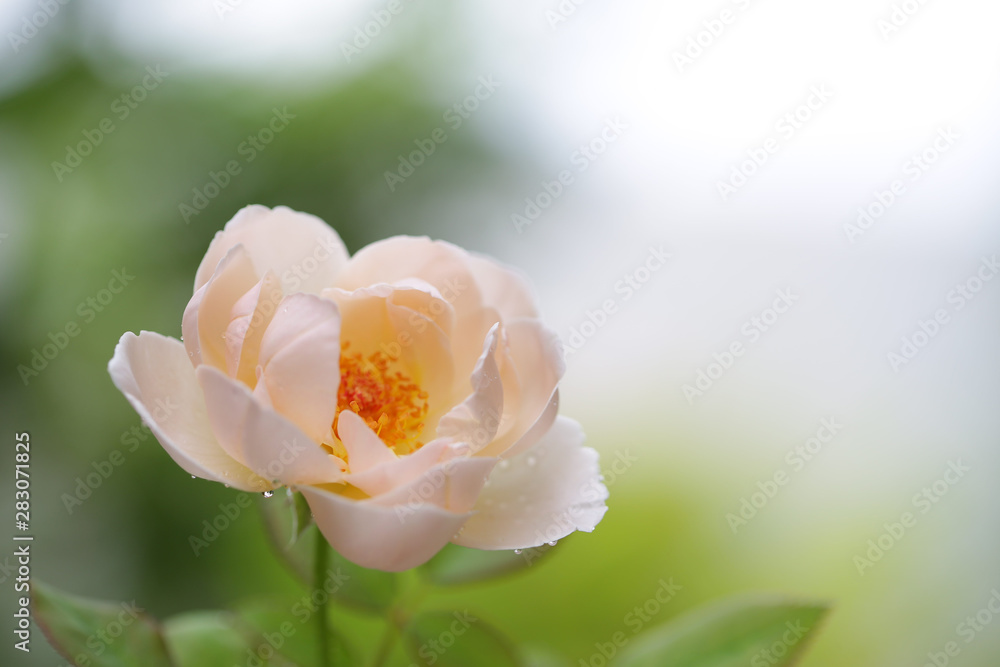 Fototapeta premium Hot pink paper backround texture