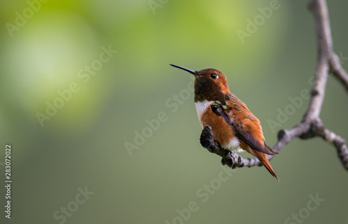Rufous hummingbird © Jillian