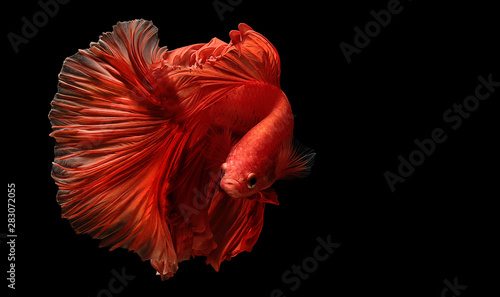 red  color of Siamese fighting fish betta Thailand fish movement photo