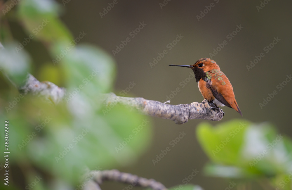 Obraz premium Rufous hummingbird