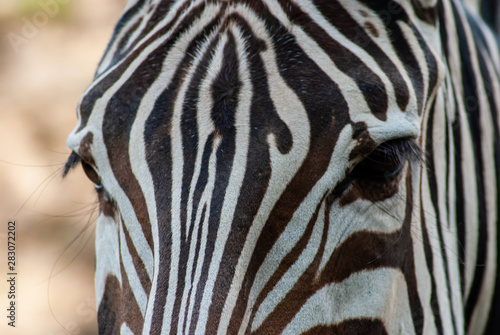 Zebra in seiner natürlichen Umgebung