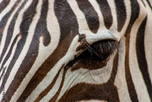 Zebra in seiner nat  rlichen Umgebung