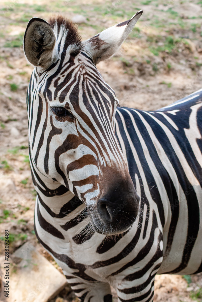 Fototapeta premium Zebra in seiner natürlichen Umgebung