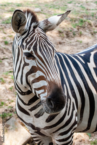 Zebra in seiner natürlichen Umgebung