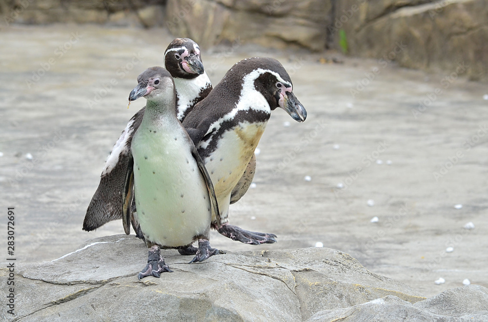 Fototapeta premium family of penguins