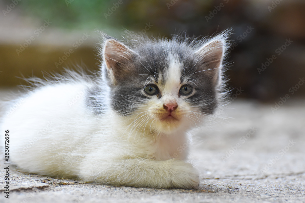 Portrait of a little kitty. Little kitten play outside