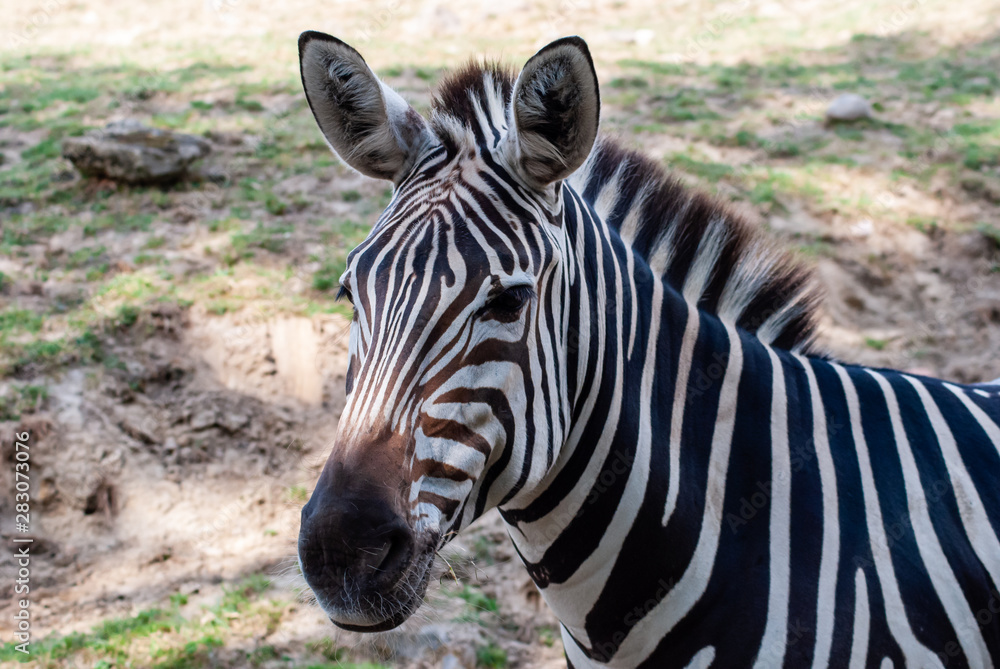 Zebra in seiner natürlichen Umgebung Zebra in seiner natürlichen Umgebung