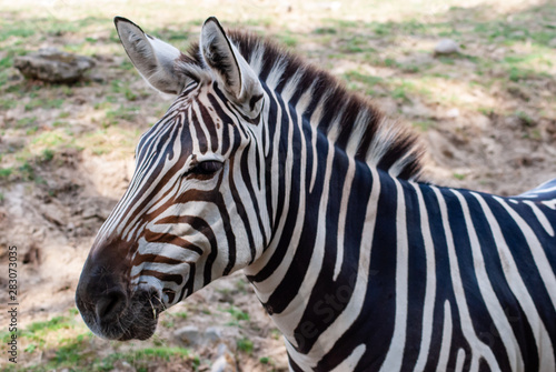 Zebra in seiner nat  rlichen Umgebung