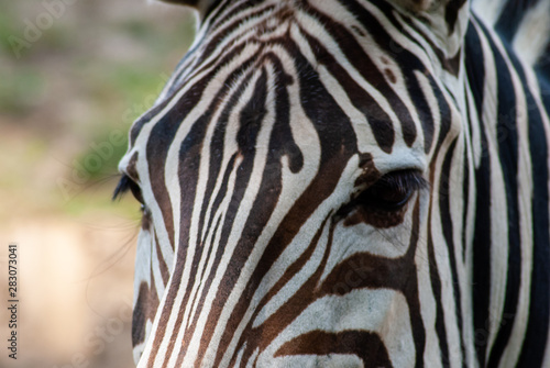 Fototapeta Naklejka Na Ścianę i Meble -  Zebra in seiner natürlichen Umgebung