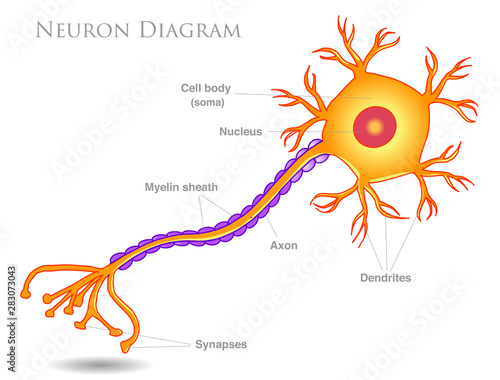 What Neurons Look Like (as Drawn by Students, Grad Students, and  Professors) - The Atlantic