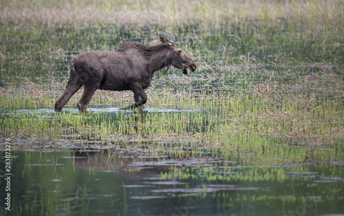 Moose in a marsh