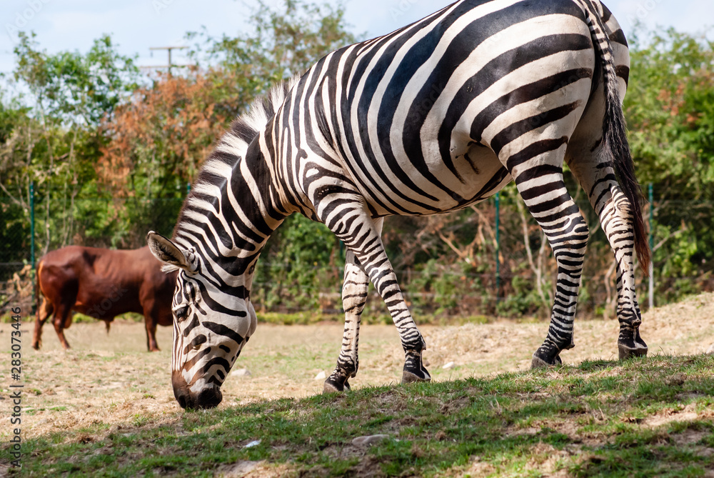 Zebra in seiner natürlichen Umgebung Zebra in seiner natürlichen Umgebung