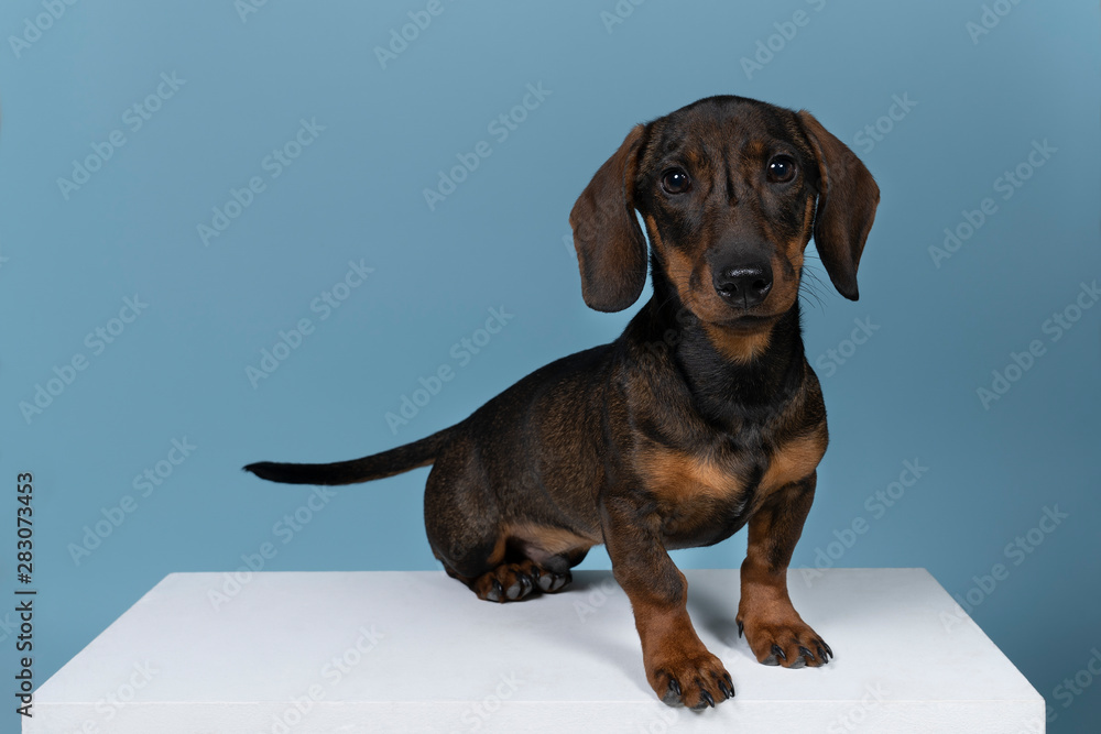 Closeup of a bi-colored wire-haired Dachshund dog isolated on a blue background