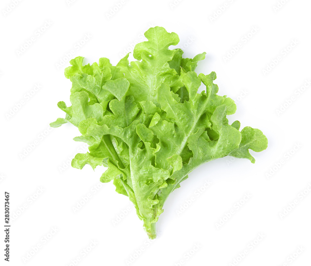 lettuce leaf isolated on white background. top view lettuce leaf isolated on white background. top view