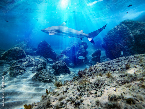 Underwater ocean background with a shark 