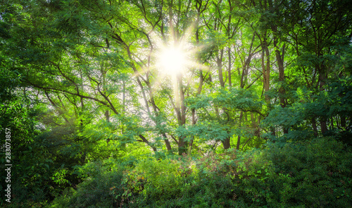 Landschaft Wald Sonne strahlt zauberhaft durch die Blätter der Akazien