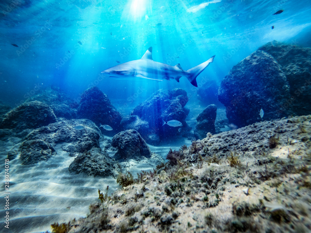 Fototapeta premium Underwater ocean background with a shark 