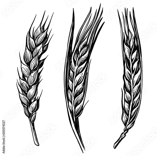 black hand drawn wheat ears sketch