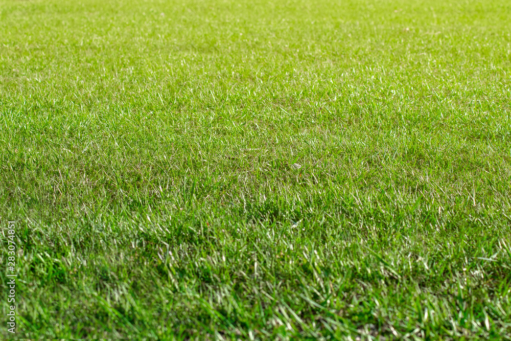 texture of short green grass stretching into the distance texture of short green grass stretching into the distance