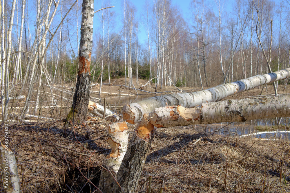 birch tree trunk fallen that the beavers piled up on the shore of the lake.